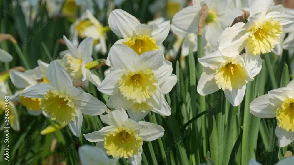 Many beautiful blooming white flowers of daffodils on a green lawn on a sunny spring day Many beautiful blooming white flowers of daffodils on a green lawn on a sunny spring day