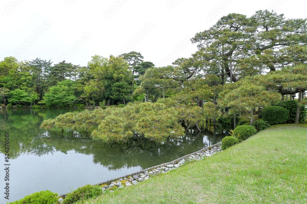 Fototapeta premium 兼六園で見たたくさんの新芽をつけた松の古木の情景＠石川