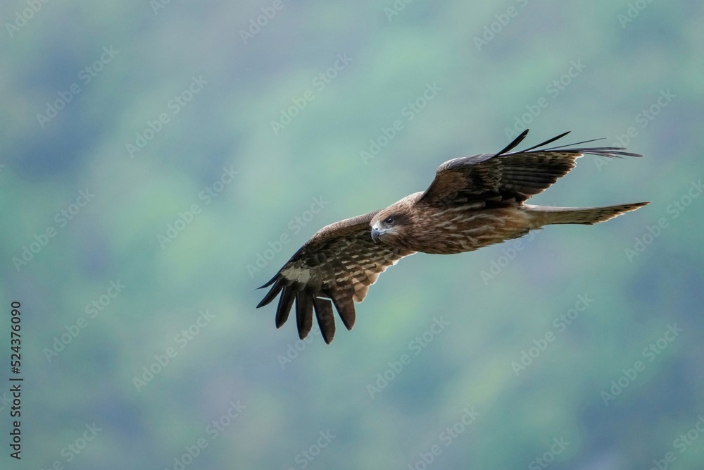 Obraz premium 新緑の山をバックに悠然と飛ぶトビ