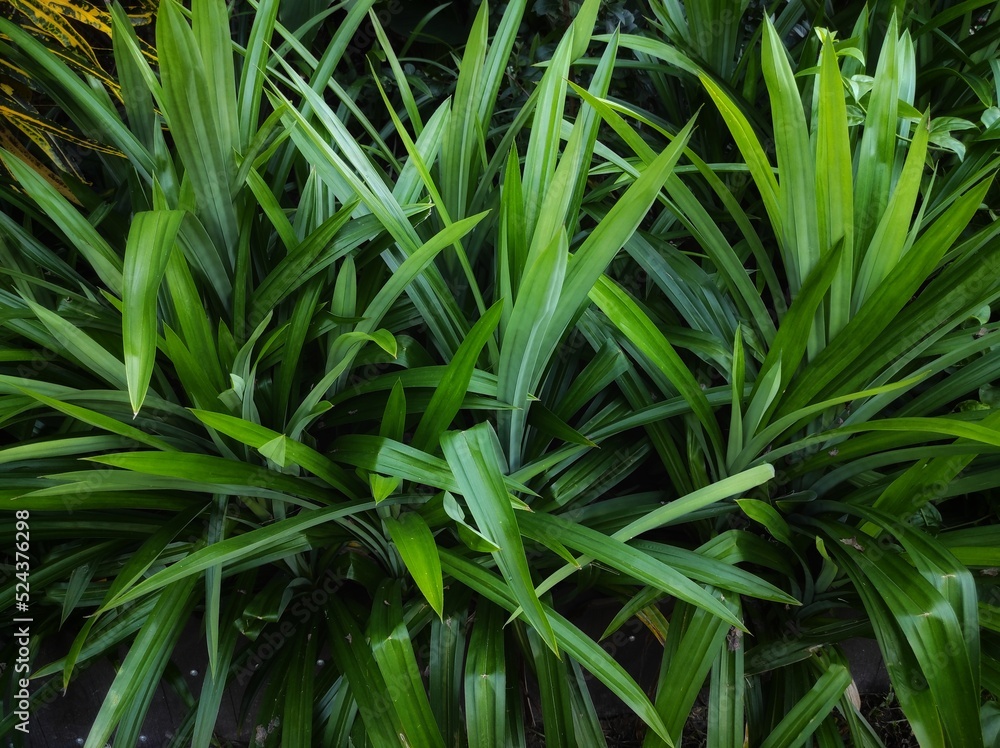 Pandan is a group of monocot plants of the genus Pandanus. Elongated leaves, serrated edges and large roots. Pandan is a group of monocot plants of the genus Pandanus. Elongated leaves, serrated edges and large roots.