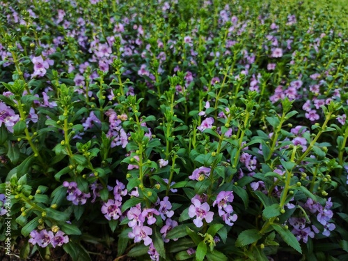 Wallpaper Mural Angelonia is herbaceous plants occurring mainly in arid and semi-arid habitats. Torontodigital.ca