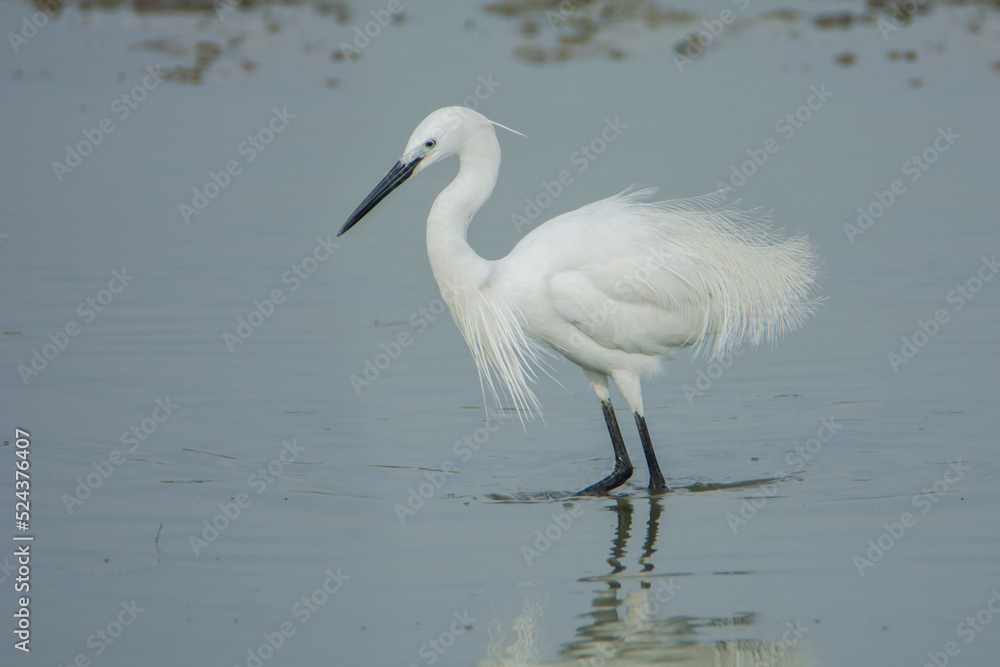 Little Egret in the water Little Egret in the water