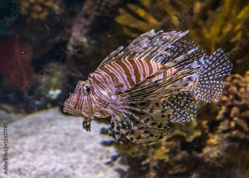 Common lionfish underwater. © Pavel Cheiko