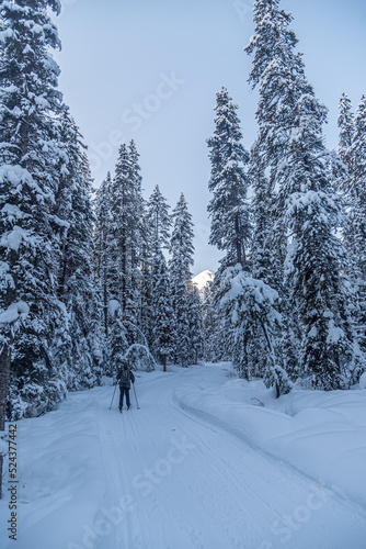 Winter forest in Banff Park © Pavel Cheiko