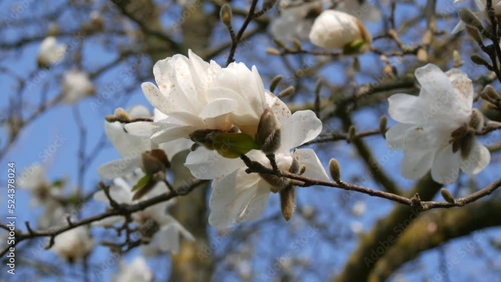 Beautiful white magnolia flowers against spring blue sky cloe up view Beautiful white magnolia flowers against spring blue sky cloe up view