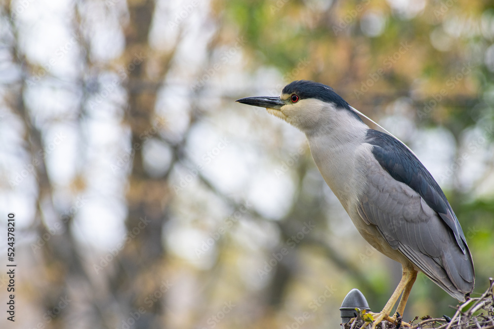 heron heron