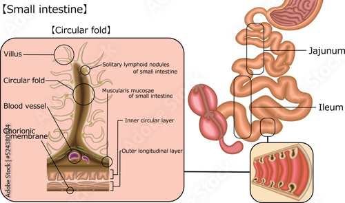 小腸　構造　イラスト