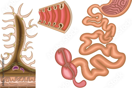 小腸　構造　イラスト