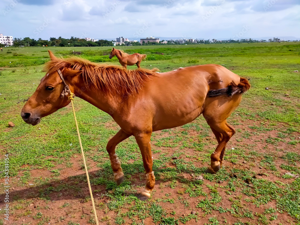 Brown horse in grass field against sky. Brown horse in grass field against sky.