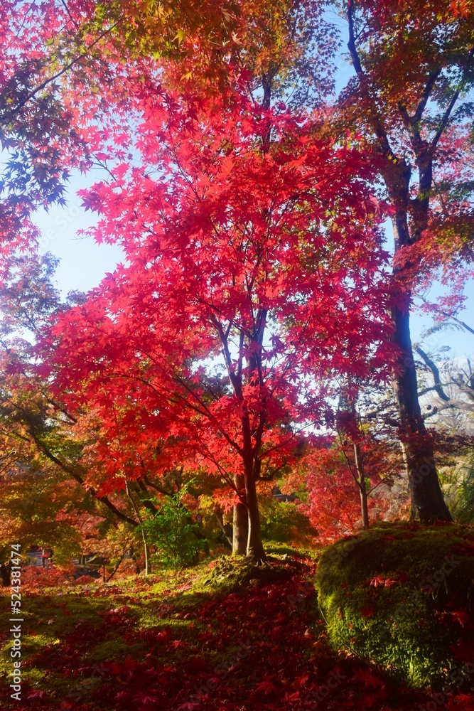 秋の京都・紅葉の醍醐寺