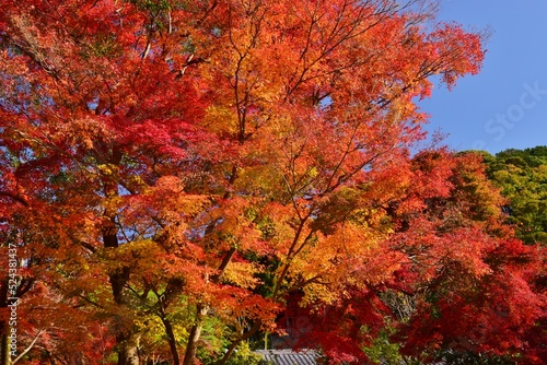 Wallpaper Mural 秋の京都・紅葉の醍醐寺 Torontodigital.ca