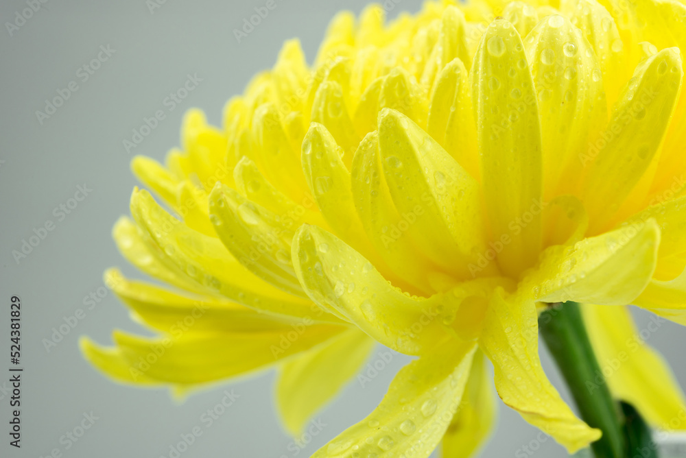 Fototapeta premium Close-up yellow flower background