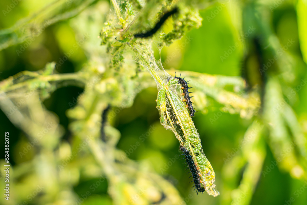 Black caterpillar of a peacock butterfly on a nettle close-up. A black caterpillar with spikes and white dots eats the leaves of the stinging nettle