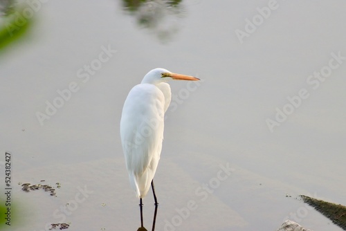 Aigrette