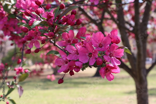 pink flowering crabapple tree blossoming in spring