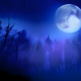 Night Coniferous Forest. Magic Woods. Moonlight and Fog. Nature, Mystery and Fairy Tale Space. illustration