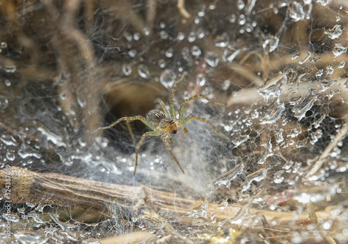 Close up macro photo of a small spider protecting its hole in the tropical jungle of Thailand