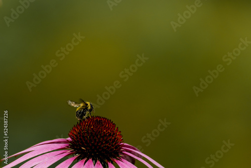 Bee Collecting Pollen on a Coneflower Echinacea photo