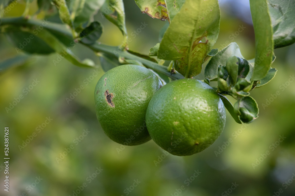 lemon tree
lemon lemon tree
lemon