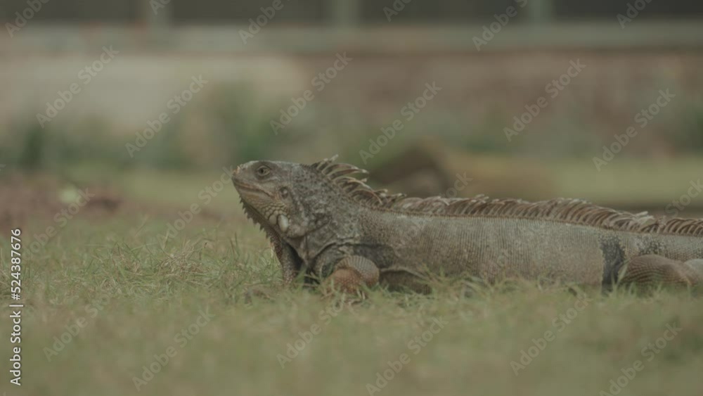 Iguana Reptile Lizard Walking Details Texture Close-Up Iguana Reptile Lizard Walking Details Texture Close-Up