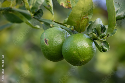 Wallpaper Mural lemon tree
lemon Torontodigital.ca