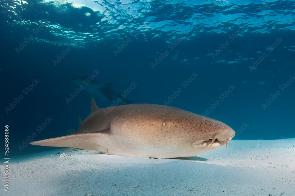 Fototapeta premium Friendly and not dangerous nurse shark on the white sand of Maldives in Indian Ocean