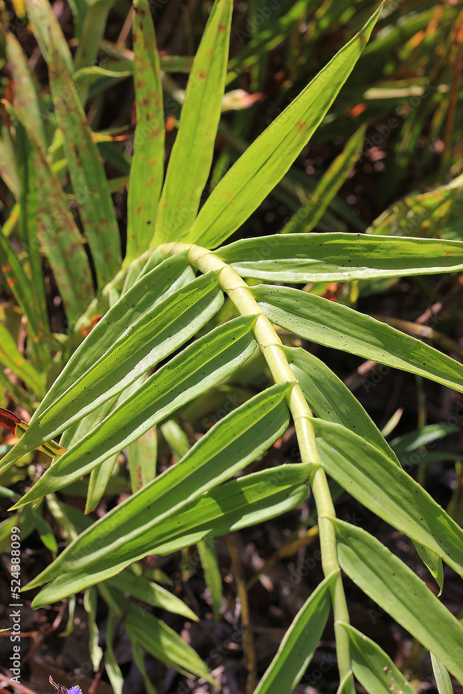 grass with dew drops