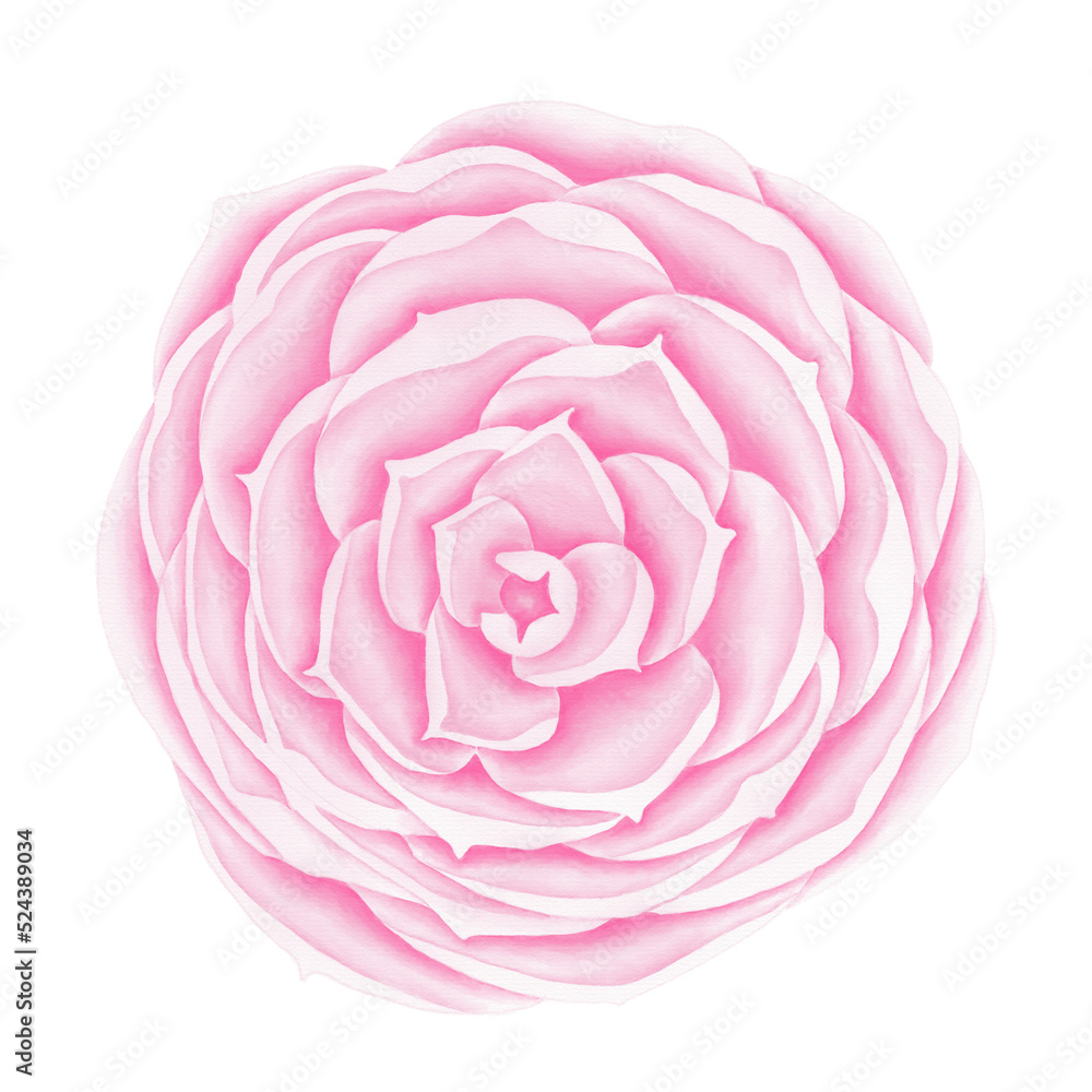 Pink flowers watercolor camellia illustration. Pink flowers watercolor camellia illustration.