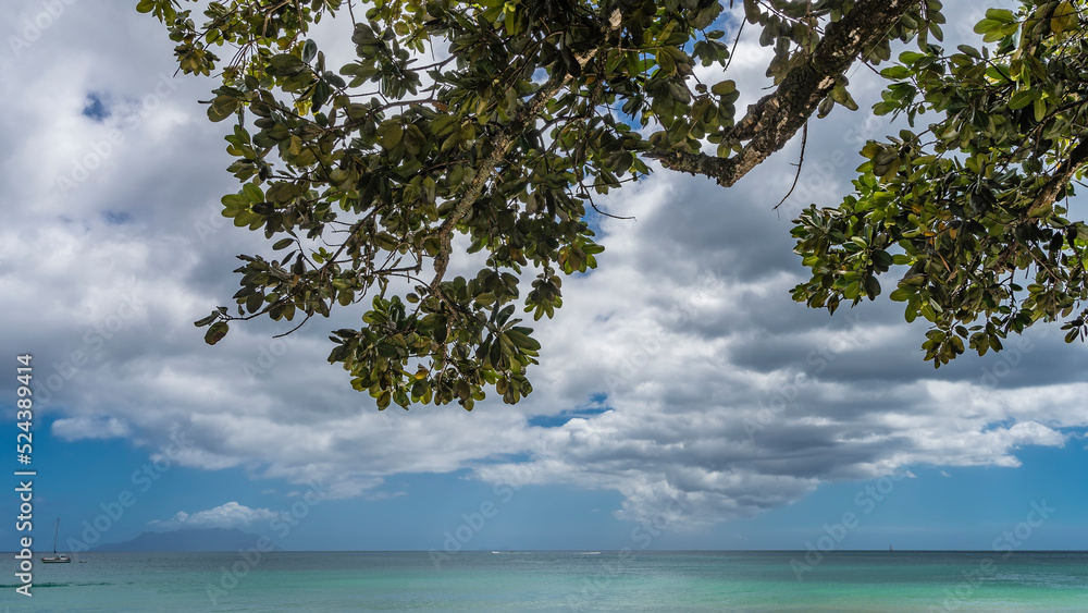 A yacht is visible on the calm turquoise ocean. The silhouette of the island on the horizon. Picturesque clouds in the blue sky. The green branch is in the foreground. Seychelles. Mahe. Beau Vallon
