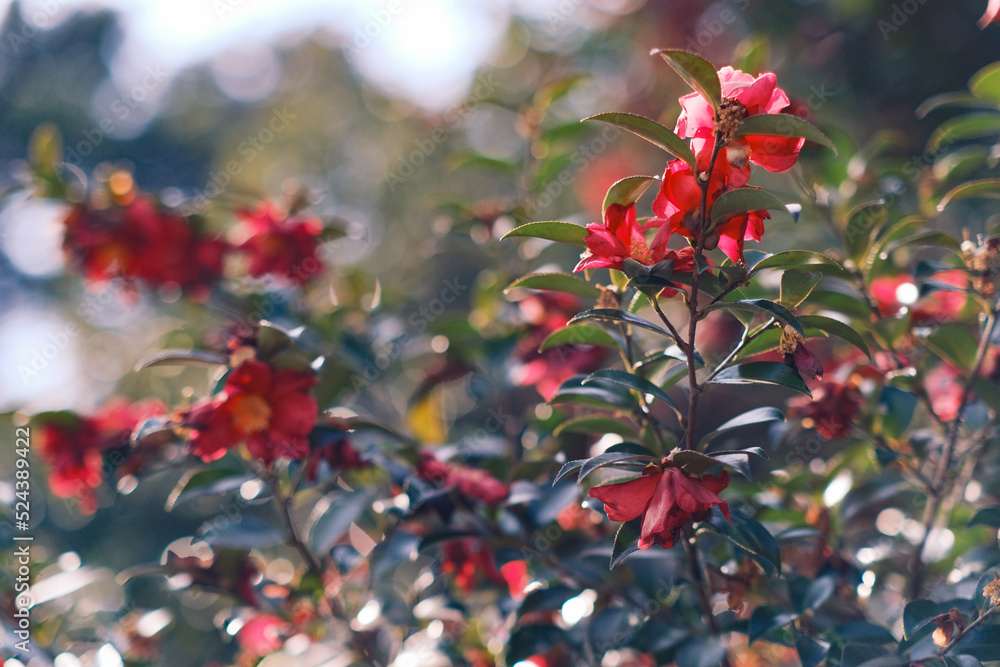 Obraz premium 陽光できらめく山茶花