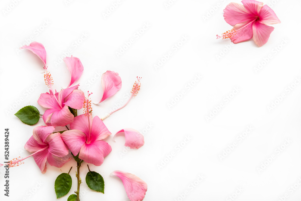 pink flowers hibiscus local flora of asia arrangement flat lay postcard style on background white pink flowers hibiscus local flora of asia arrangement flat lay postcard style on background white
