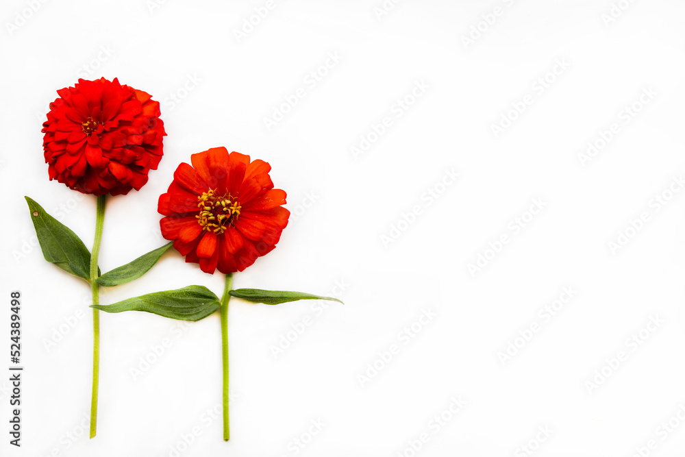 red flowers zinnia elegans local flora of asia arrangement flat lay postcard style on background white red flowers zinnia elegans local flora of asia arrangement flat lay postcard style on background white