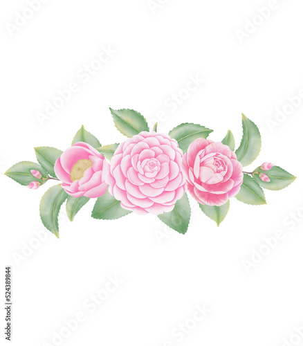 Pink flowers watercolor camellia illustration.
