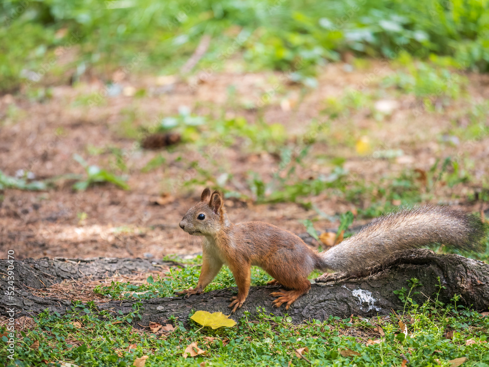 Squirrel in autumn hides nuts on the green grass with fallen yellow leaves Squirrel in autumn hides nuts on the green grass with fallen yellow leaves