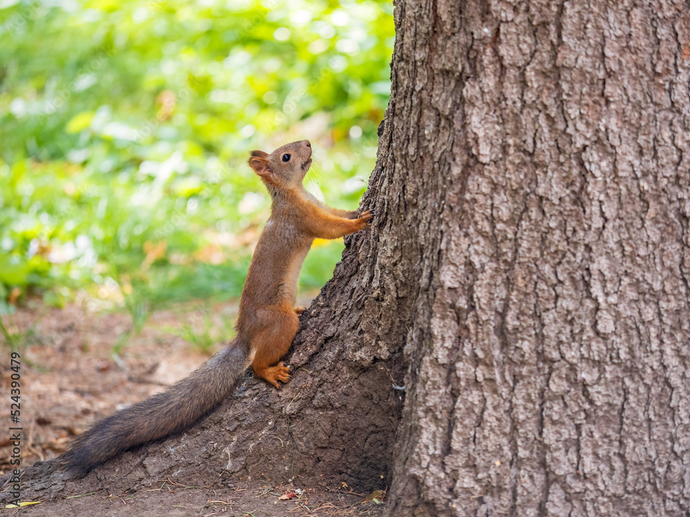 Autumn Squirrel standing on its hind legs on on green grass with fallen yellow leaves Autumn Squirrel standing on its hind legs on on green grass with fallen yellow leaves