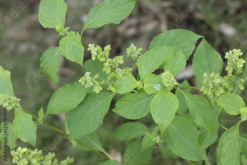 Wallpaper Mural basil Torontodigital.ca