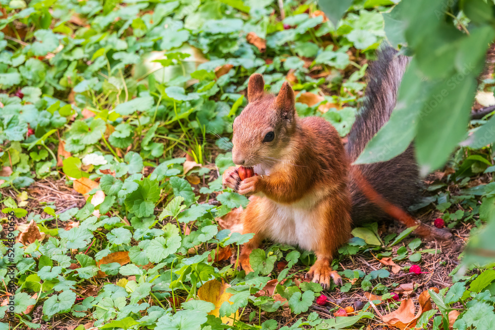 Autumn squirrel with nut sits on green grass with fallen yellow leaves Autumn squirrel with nut sits on green grass with fallen yellow leaves