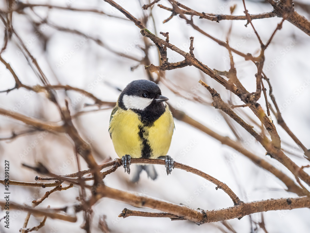 Cute bird Great tit, songbird sitting on a branch without leaves in the autumn or winter. Cute bird Great tit, songbird sitting on a branch without leaves in the autumn or winter.
