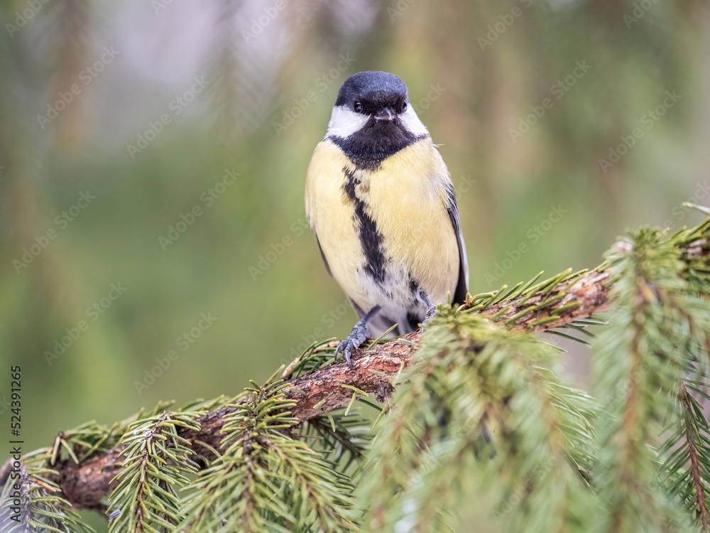 Obraz premium Cute bird Great tit, songbird sitting on the fir branch
