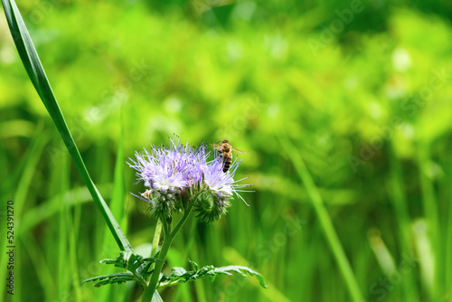 Bee and flower phacelia. Close up flying bee collecting pollen from phacelia on a green background. Phacelia tanacetifolia (lacy). Summer and spring backgrounds photo