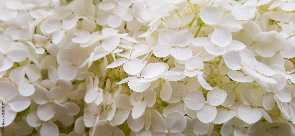 Гортензия метельчатая. Маленькие белые цветочки.
Садовая культура