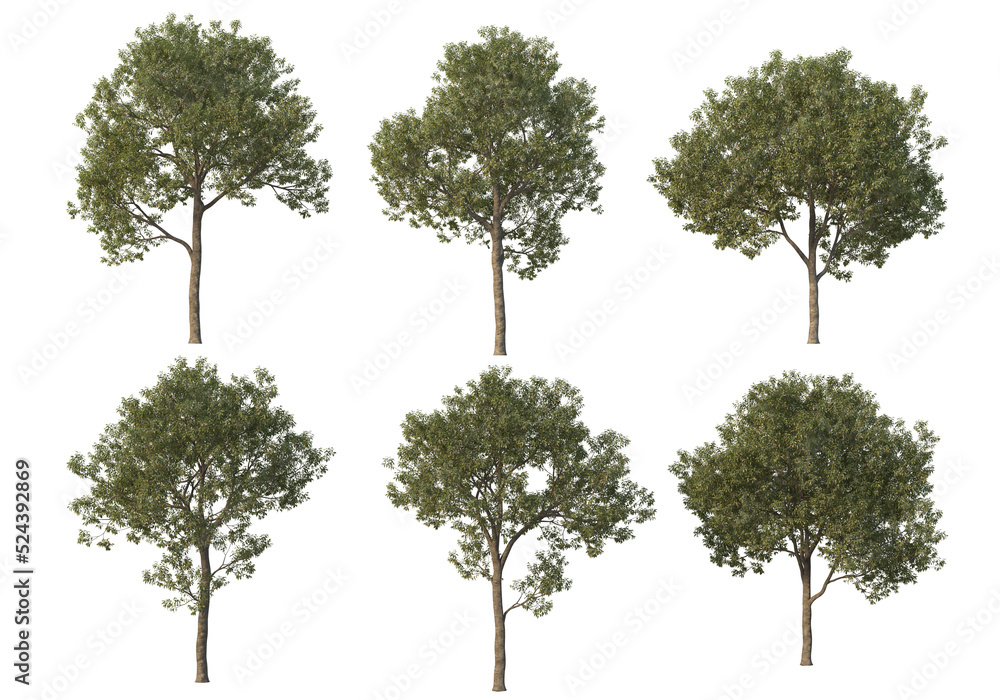 Obraz premium Tree on a transparent background 