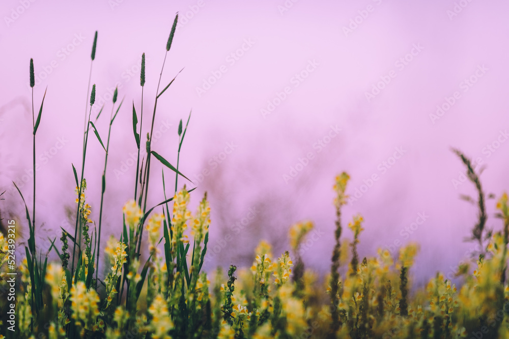 Obraz premium Sunset in field, close up of yellow flowers against pink sky. Colourful and joyful background.