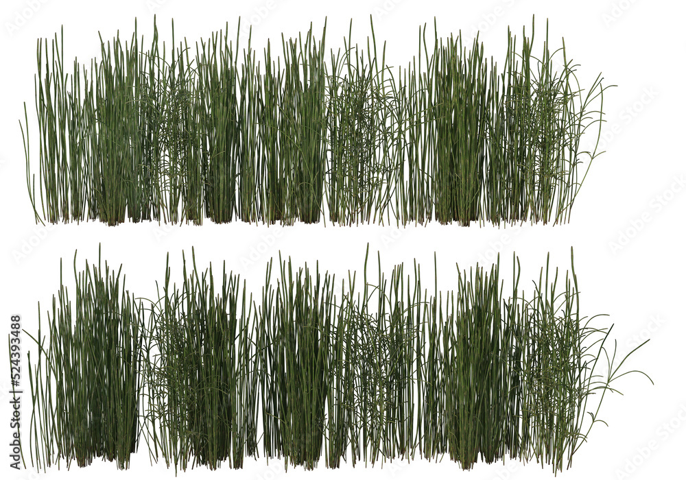Obraz premium Shrubs and flower on a transparent background 