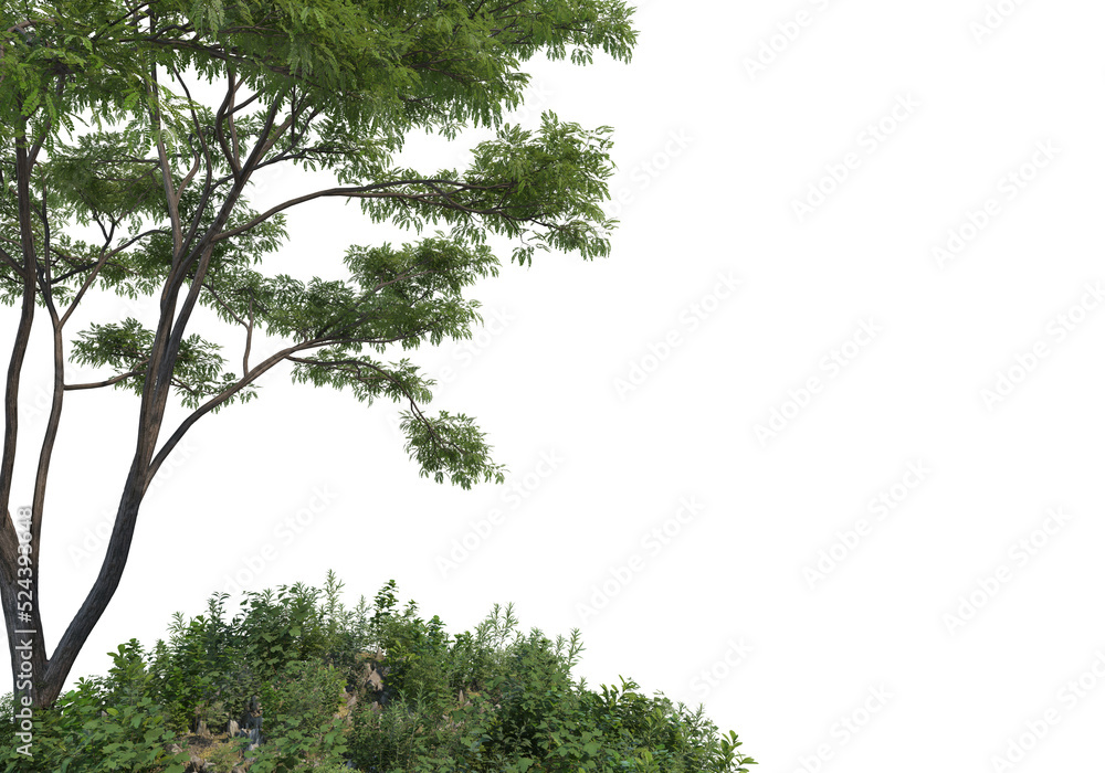 Fototapeta premium Shrubs and tree on a transparent background 