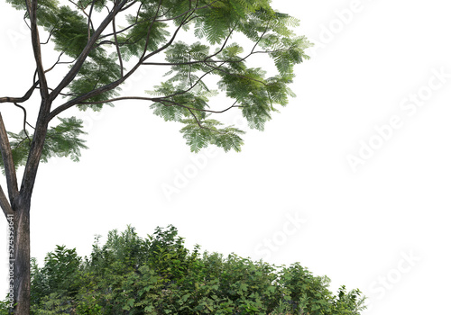 Shrubs and tree  on a transparent background 