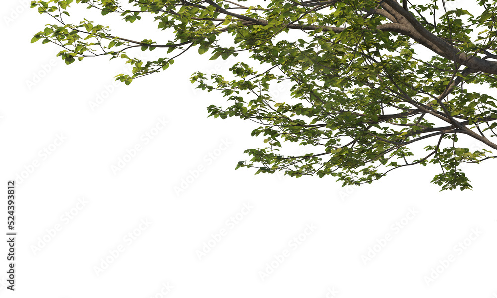 Foreground twigs on a transparent background
Foreground twigs on a transparent background