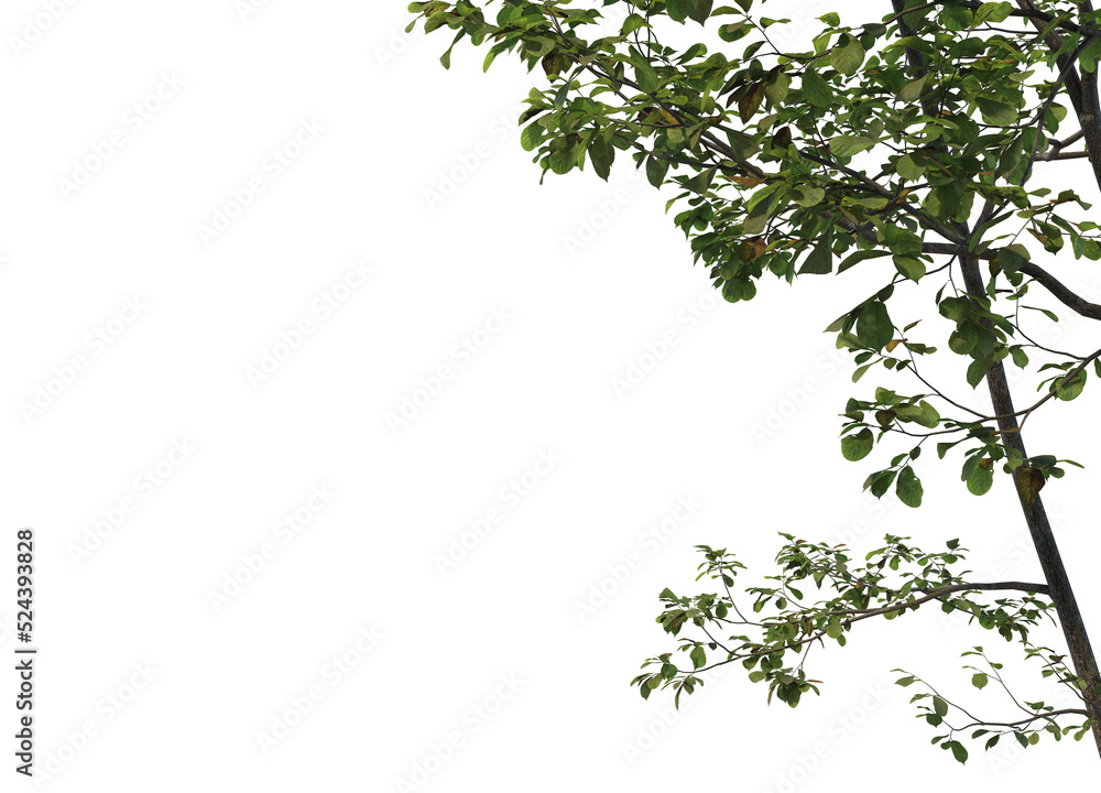 Foreground twigs on a transparent background
Foreground twigs on a transparent background