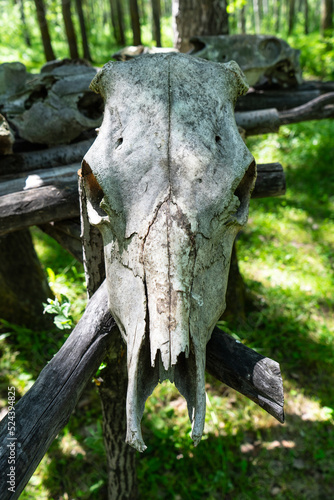 The skull of a cow in the summer forest. A cow's skull is hanging on a tree in the forest. An old cow skull is hanging in a pine forest on a tree. 