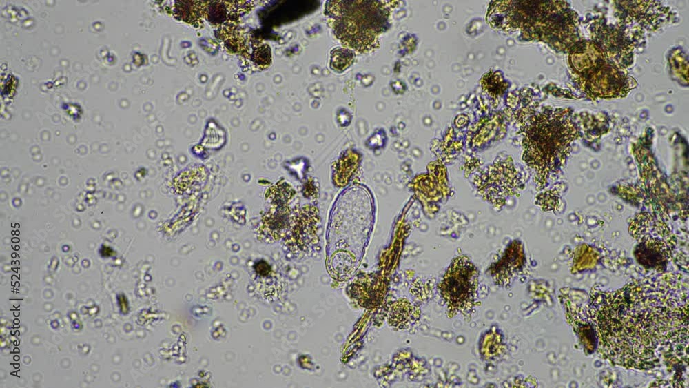 microorganisms and soil biology, with nematodes and fungi under the ...